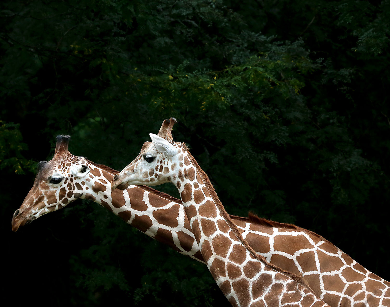 Zoo Portraits 11